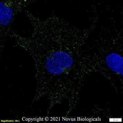 Immunocytochemistry/ Immunofluorescence: MCT1/SLC16A1 Antibody - BSA Free [NBP1-59656]