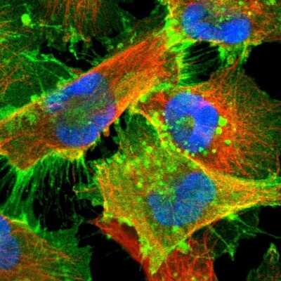 Immunocytochemistry/ Immunofluorescence: MCT1/SLC16A1 Antibody [NBP1-89574]