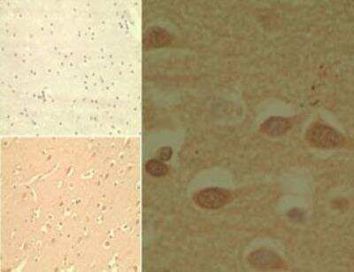 Immunohistochemistry-Paraffin: MD-2 Antibody [NB100-56655]