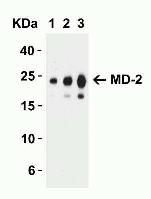 Western Blot: MD-2 AntibodyBSA Free [NBP1-77201]