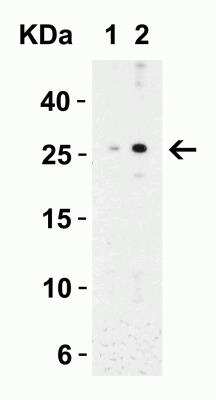 Western Blot: MD-2 AntibodyBSA Free [NBP1-77201]