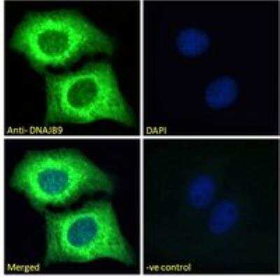 Immunocytochemistry/ Immunofluorescence: MDG1 Antibody [NBP1-78785]