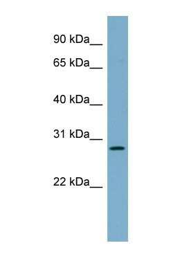 Western Blot: MDG1 Antibody [NBP1-69578]