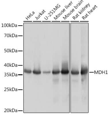 Western Blot: MDH1 Antibody (8U9X1) [NBP3-16860]