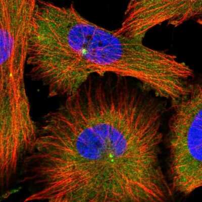 Immunocytochemistry/ Immunofluorescence: MDH1 Antibody [NBP1-89515]