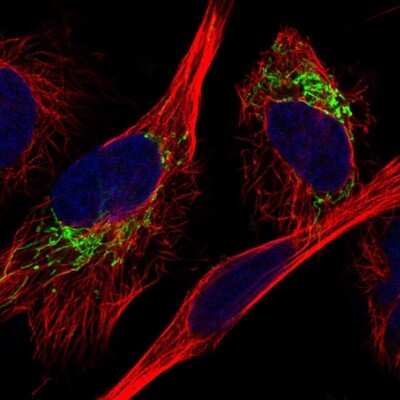 Immunocytochemistry/ Immunofluorescence: MDH2 Antibody [NBP1-89518]