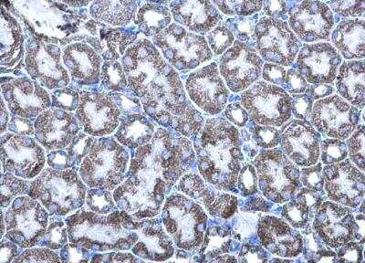 Immunohistochemistry-Paraffin: MDH2 Antibody [NBP1-32259]