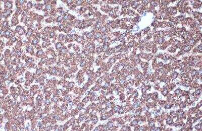 Immunohistochemistry-Paraffin: MDH2 Antibody [NBP1-32259]