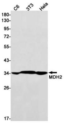 Western Blot: MDH2 Antibody (S05-4B5) [NBP3-19686]