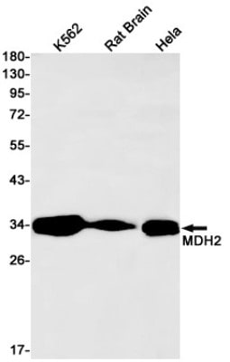 Western Blot: MDH2 Antibody (S06-4E2) [NBP3-19685]