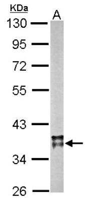 Western Blot: MDH2 Antibody [NBP1-32259]