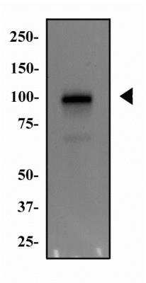 Western Blot: MDM2/HDM2 Antibody (SMP14)BSA Free [NB100-2736]
