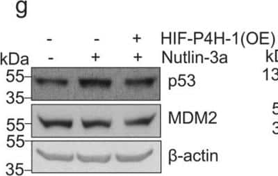 Western Blot: MDM2/HDM2 Antibody [NBP2-17247]