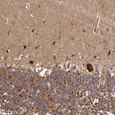 Immunohistochemistry-Paraffin: MDP1 Antibody [NBP1-83431]