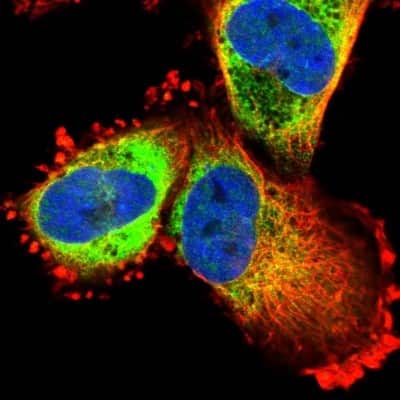 Immunocytochemistry/ Immunofluorescence: MDS028 Antibody [NBP1-92103]
