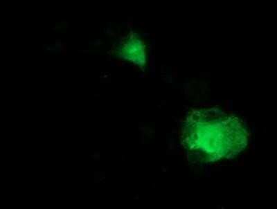 Flow Cytometry: MDS028 Antibody (OTI3C4) - Azide and BSA Free [NBP2-72614]