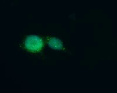 Immunocytochemistry/ Immunofluorescence: MED10 Antibody [NBP3-13045]
