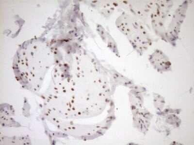 Immunohistochemistry: MED15 Antibody (OTI1C11) [NBP2-45780]
