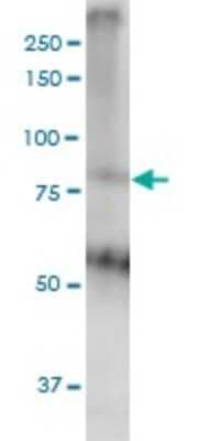 Western Blot: MED16 Antibody (2B7) [H00010025-M02]