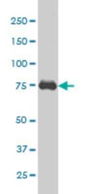 Western Blot: MED17 Antibody (1B5) [H00009440-M02]