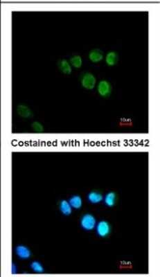 Immunocytochemistry/ Immunofluorescence: MED17 Antibody [NBP2-17256]