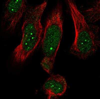 Immunocytochemistry/ Immunofluorescence: MED19 Antibody [NBP1-81320]