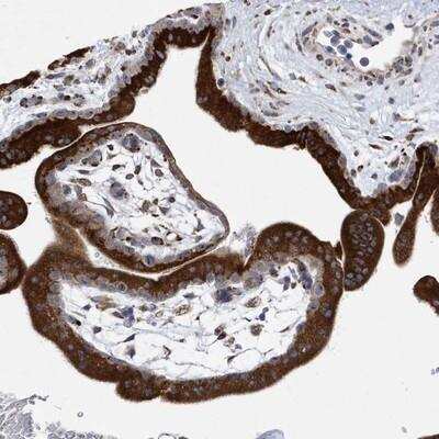 Immunohistochemistry-Paraffin: MED31 Antibody [NBP1-84519]