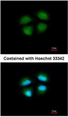Immunocytochemistry/ Immunofluorescence: MED4 Antibody [NBP1-33671]