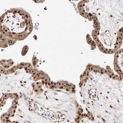 Immunohistochemistry-Paraffin: MED8 Antibody [NBP1-89015]