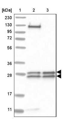 Western Blot: MED8 Antibody [NBP1-89015]