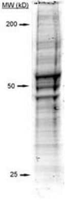 Western Blot: MEF Whole Cell Lysate [NB800-PC10]