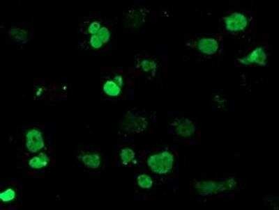 Immunocytochemistry/ Immunofluorescence: MEF2C Antibody (OTI1H5) [NBP2-00493]
