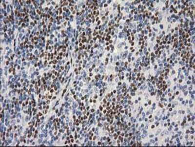 Immunohistochemistry-Paraffin: MEF2C Antibody (OTI1H5) [NBP2-00493]