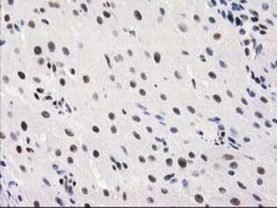 Immunohistochemistry-Paraffin: MEF2C Antibody (OTI1H5) [NBP2-00493]