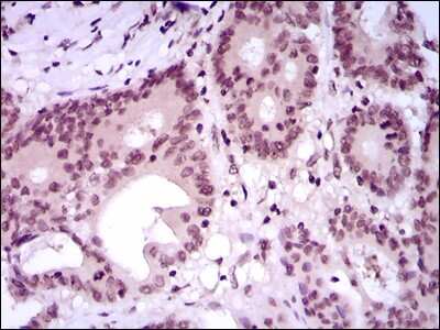 Immunohistochemistry-Paraffin: MEF2C Antibody (6H2G2) - BSA Free [NBP2-37427]