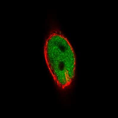 Immunocytochemistry/ Immunofluorescence: MEF2C Antibody (CL0369) [NBP2-30671]