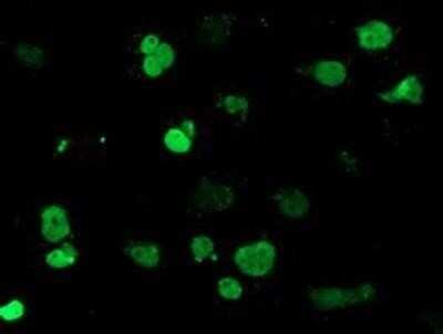 Flow Cytometry: MEF2C Antibody (OTI1H5) - Azide and BSA Free [NBP2-72627]