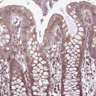 Immunohistochemistry-Paraffin: MEGF6 Antibody [NBP2-14227]