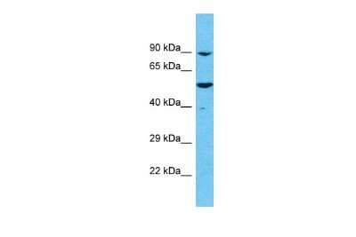 Western Blot: MEIOB Antibody [NBP2-85269]