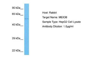 Western Blot: MEIOB Antibody [NBP2-85269]