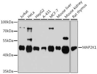 Western Blot: MEK1 AntibodyAzide and BSA Free [NBP3-02951]