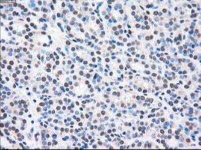 Immunohistochemistry-Paraffin: MEK2 Antibody (OTI8G6) [NBP1-47836]