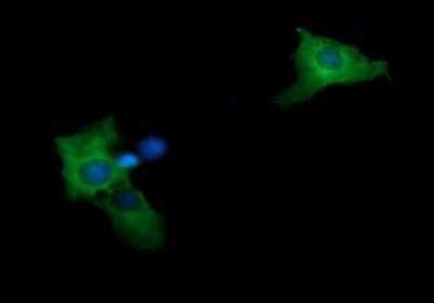 Immunocytochemistry/ Immunofluorescence: MEK2 Antibody (OTI1A2) - Azide and BSA Free [NBP2-72647]