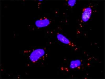 Proximity Ligation Assay: MEK5 Antibody (1E5) [H00005607-M03]