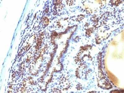Immunohistochemistry-Paraffin: MEKK1 Antibody (2F6) - Azide and BSA Free [NBP2-47810]