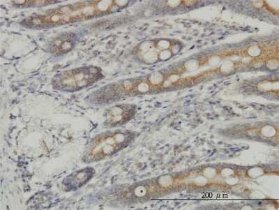 Immunohistochemistry-Paraffin: MEKK4 Antibody (4F10) [H00004216-M08]
