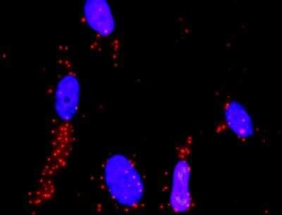 Proximity Ligation Assay: MEKK4 Antibody (6A12) [H00004216-M06]