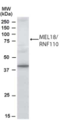 Western Blot: MEL-18 Antibody [NB100-1240]