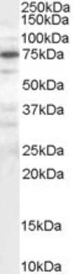 Western Blot: MELK Antibody [NB100-782]