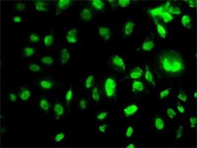 Immunocytochemistry/ Immunofluorescence: MEOX 2 Antibody (5A6) [H00004223-M02]